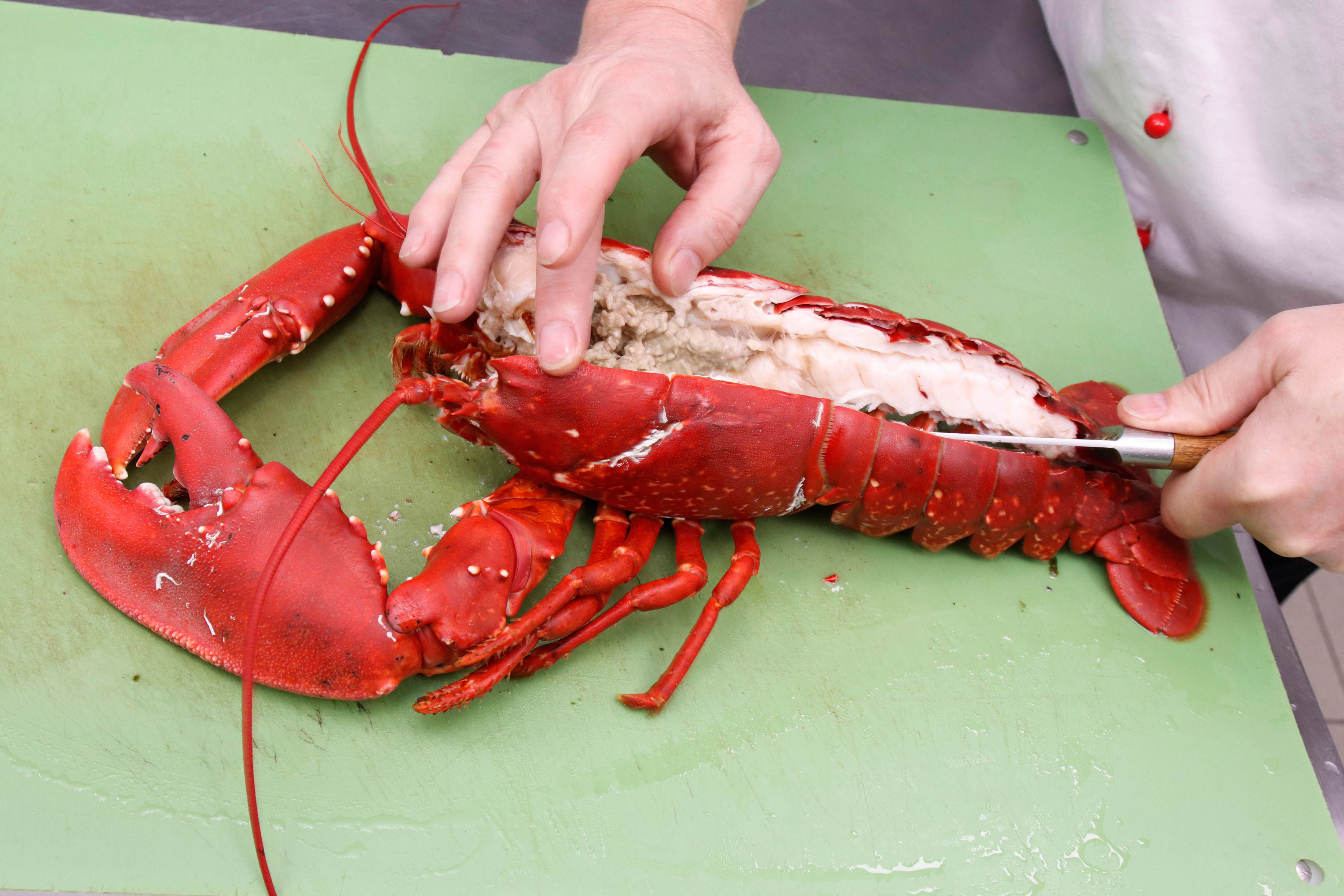 Helgohummer Hummer aus Helgoland
